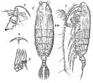 Espce Pseudochirella major - Planche 3 de figures morphologiques
