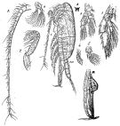 Espce Valdiviella insignis - Planche 3 de figures morphologiques