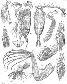 Espce Pseudeuchaeta brevicauda - Planche 6 de figures morphologiques