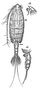 Espce Euchaeta pubera - Planche 3 de figures morphologiques