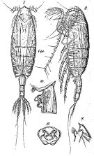 Espce Paraeuchaeta incisa - Planche 2 de figures morphologiques
