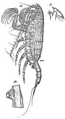 Espce Paraeuchaeta bradyi - Planche 1 de figures morphologiques
