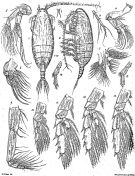 Espce Xanthocalanus profundus - Planche 1 de figures morphologiques