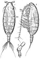 Espce Xanthocalanus mixtus - Planche 1 de figures morphologiques