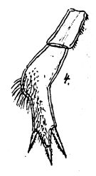 Espce Xanthocalanus hirtipes - Planche 2 de figures morphologiques