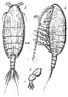 Espce Xanthocalanus fallax - Planche 3 de figures morphologiques