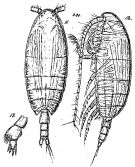 Espce Xanthocalanus obtusus - Planche 1 de figures morphologiques
