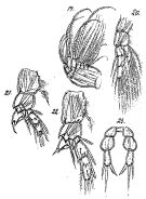 Espce Xanthocalanus incertus - Planche 1 de figures morphologiques
