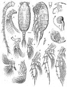 Species Heteramalla sarsi - Plate 1 of morphological figures