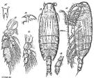 Species Onchocalanus affinis - Plate 7 of morphological figures