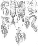 Espce Cornucalanus chelifer - Planche 7 de figures morphologiques