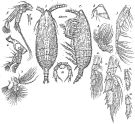 Espce Falsilandrumius angulifrons - Planche 1 de figures morphologiques