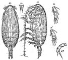 Species Scolecithricella propinqua - Plate 3 of morphological figures