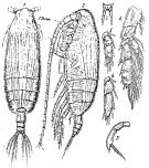 Espce Scolecithricella curticauda - Planche 1 de figures morphologiques