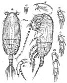 Espce Amallothrix arcuata - Planche 2 de figures morphologiques