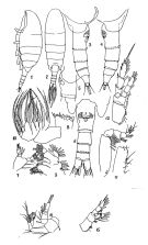 Espce Senecella siberica - Planche 1 de figures morphologiques