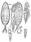 Espce Pseudoamallothrix ovata - Planche 8 de figures morphologiques