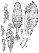 Espce Scolecithricella abyssalis - Planche 2 de figures morphologiques