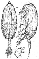 Espce Scolecithricella dentata - Planche 11 de figures morphologiques