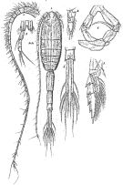 Espce Metridia macrura - Planche 1 de figures morphologiques