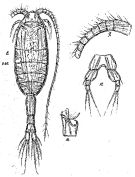 Espce Metridia discreta - Planche 2 de figures morphologiques