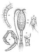 Espce Metridia venusta - Planche 4 de figures morphologiques