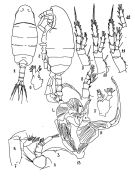 Espce Senecella siberica - Planche 2 de figures morphologiques