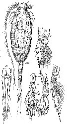 Espce Lucicutia tenuicauda - Planche 1 de figures morphologiques
