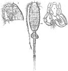 Espce Lucicutia bicornuta - Planche 3 de figures morphologiques