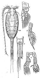 Espce Lucicutia intermedia - Planche 1 de figures morphologiques