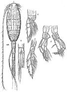 Espce Lucicutia magna - Planche 4 de figures morphologiques