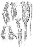 Espce Lucicutia pera - Planche 2 de figures morphologiques