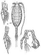 Espce Lucicutia curta - Planche 2 de figures morphologiques