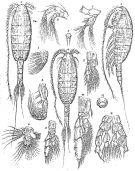 Espce Disseta palumbii - Planche 6 de figures morphologiques