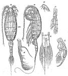 Espce Heterorhabdus papilliger - Planche 6 de figures morphologiques