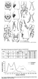 Espce Nannocalanus elegans - Planche 2 de figures morphologiques