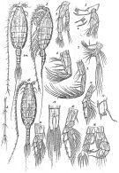Espce Heterostylites longicornis - Planche 6 de figures morphologiques