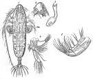 Espce Haloptilus ornatus - Planche 4 de figures morphologiques