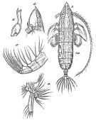 Espce Haloptilus mucronatus - Planche 2 de figures morphologiques