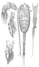 Espce Lucicutia sarsi - Planche 1 de figures morphologiques