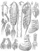 Espce Euaugaptilus laticeps - Planche 6 de figures morphologiques