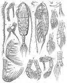 Espce Euaugaptilus oblongus - Planche 5 de figures morphologiques