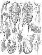 Espce Euaugaptilus nodifrons - Planche 8 de figures morphologiques