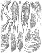 Espce Euaugaptilus maxillaris - Planche 3 de figures morphologiques