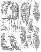 Espce Euaugaptilus longicirrhus - Planche 1 de figures morphologiques