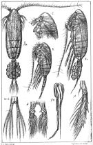 Espce Pseudocalanus minutus - Planche 2 de figures morphologiques