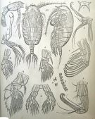 Espce Centraugaptilus rattrayi - Planche 2 de figures morphologiques