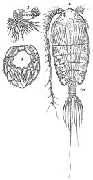 Espce Pontoptilus robustus - Planche 2 de figures morphologiques