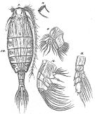 Espce Pontoptilus ovalis - Planche 1 de figures morphologiques