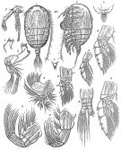 Espce Pseudhaloptilus abbreviatus - Planche 3 de figures morphologiques